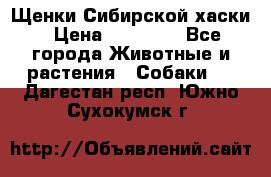 Щенки Сибирской хаски › Цена ­ 18 000 - Все города Животные и растения » Собаки   . Дагестан респ.,Южно-Сухокумск г.